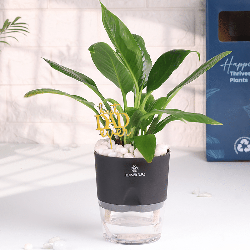 Peace Lily In Self Watering Pot For Dad